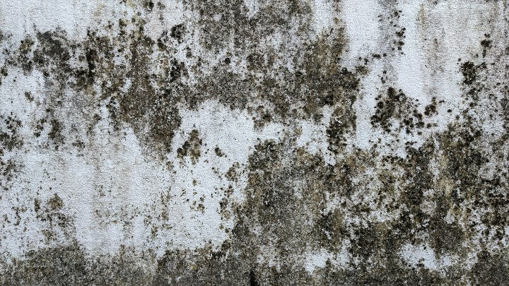 Removing moldy drywall, insulation, and carpet in sealed bags